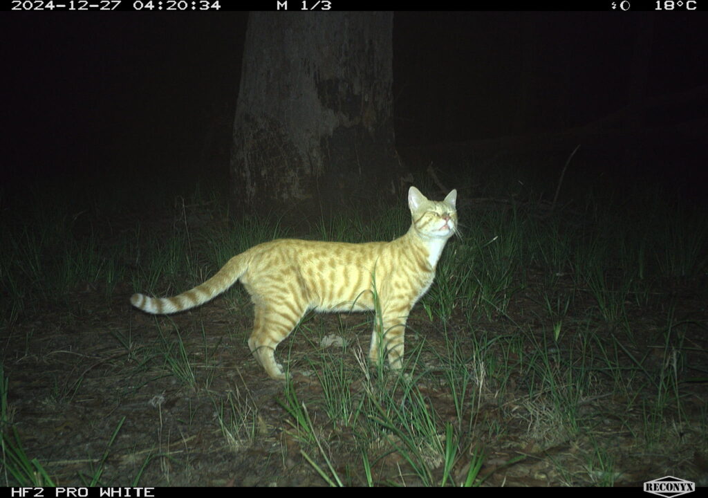 GSNRM-MS-CAT-012-RCNX0028