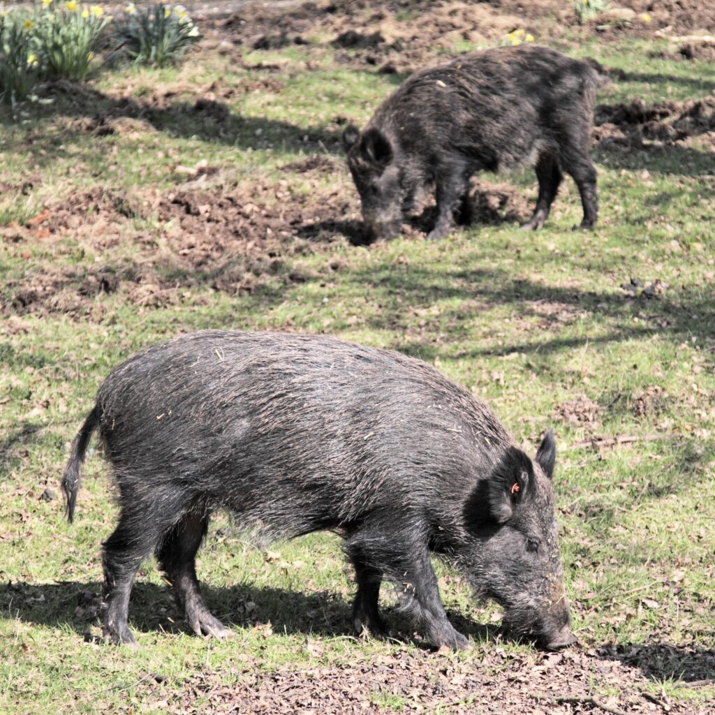 Feral pigs grazing in grass