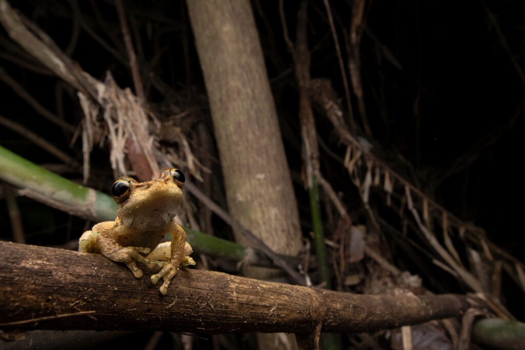 725A0962_RC_04_c_sRGB - Litoria myola
