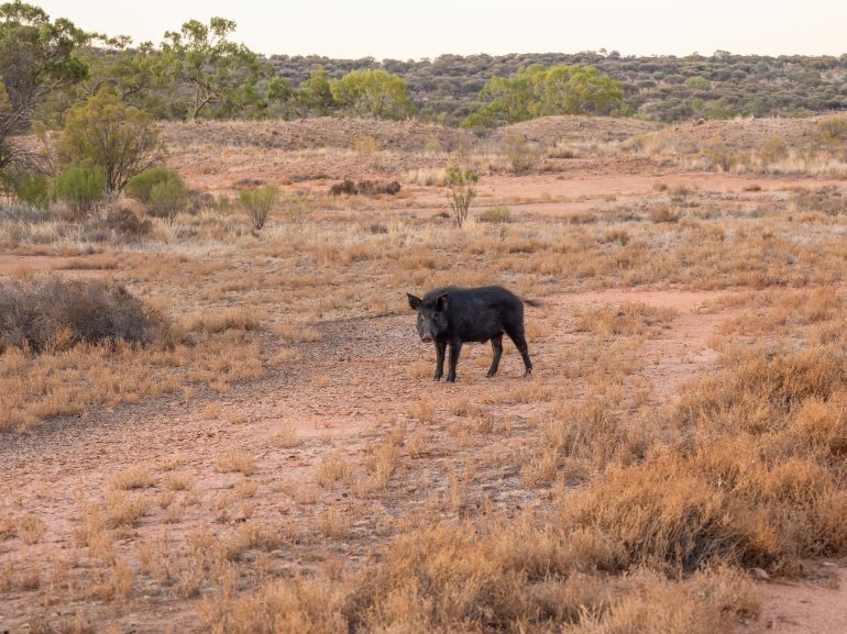 feral-pig-770x577
