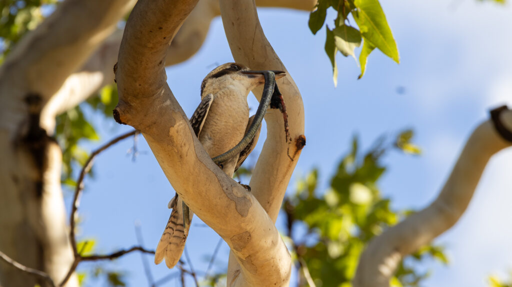 Mount Little Kookaburra 1