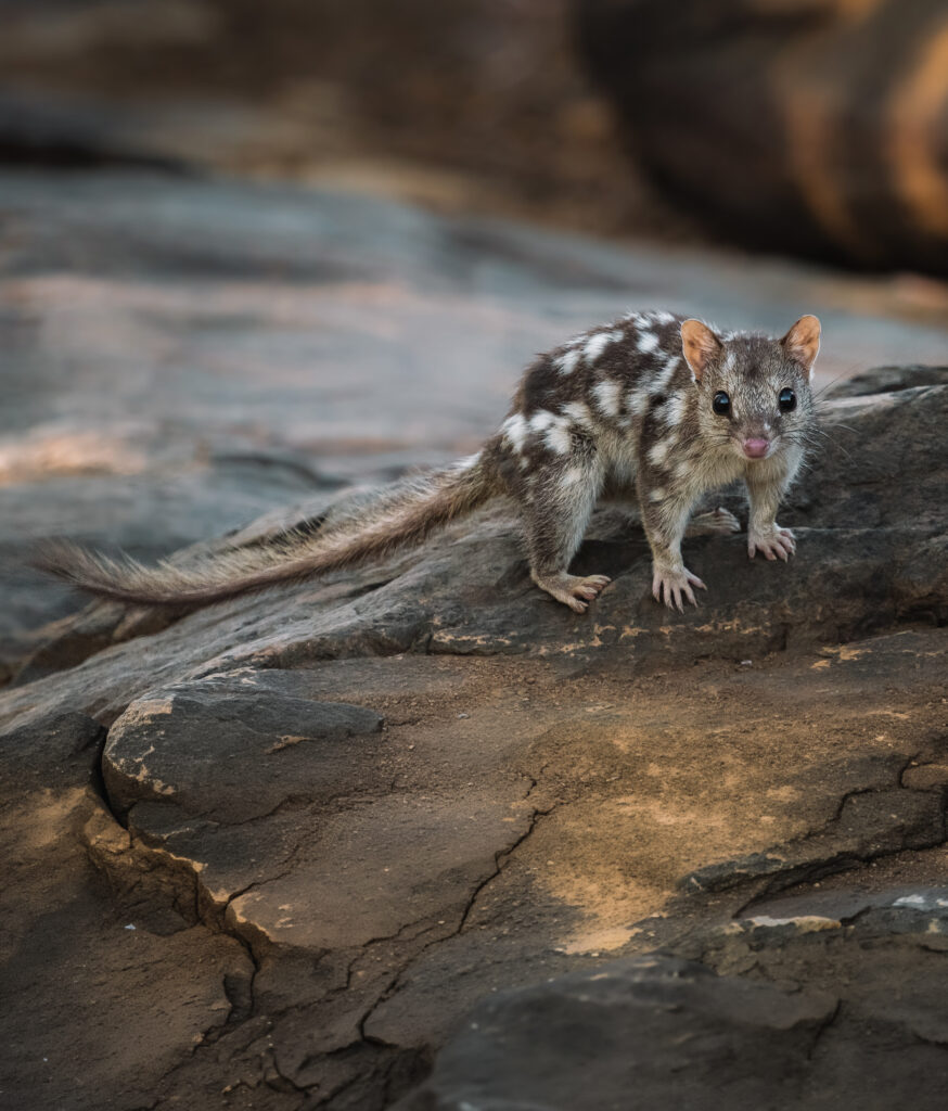 Quoll 2