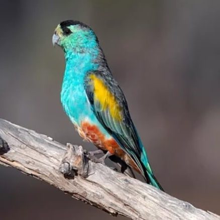 Golden Shouldered Parrot