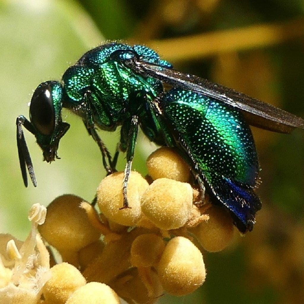POLLINTOR PIC 1024 x 1024