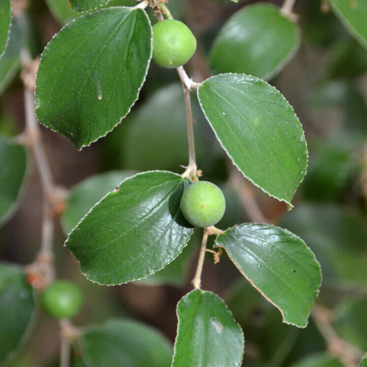 Photo 3_Ziziphus mauritania (Chinee Apple) Chillagoe FNQld 9065